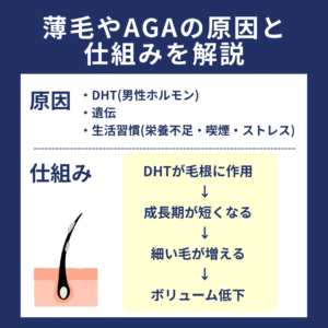 causes-and-mechanisms-of-hair-loss-and-aga - メディカルクリニックあざみ野 薄毛やAGAの原因と仕組み